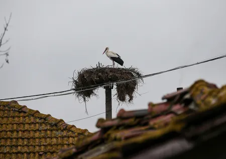 Filmlere konu olan dostluk: Yaren Leylek 11'inci yılında da Adem Yılmaz ile buluştu