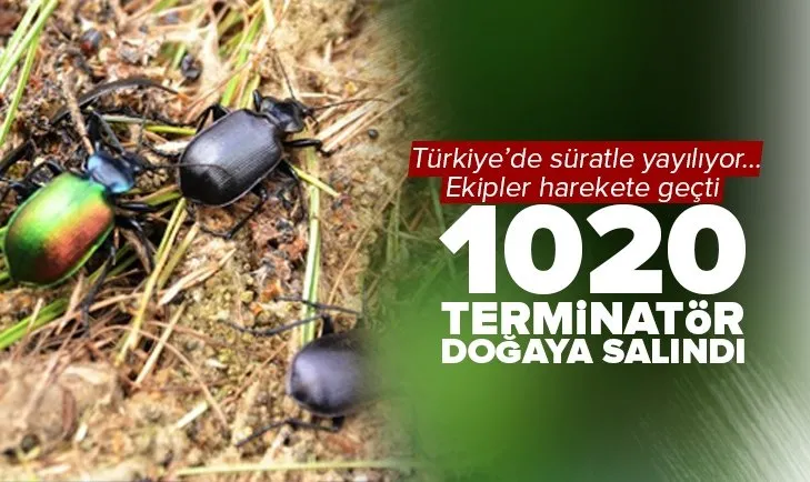 Zonguldak’ta gal arısı tehlikesine karşı bin 20 terminatör böcek doğaya bırakıldı