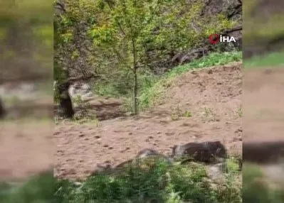 Yaban keçileri kayısı bahçesine indi