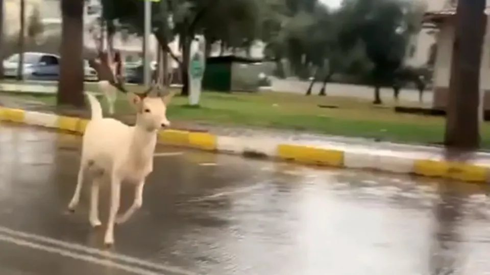Antalya'da şaşkına çeviren manzara! Sokaklarda 2 geyik görüntülendi