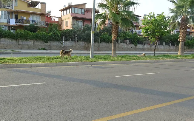 Mersin’de köpeğe çarpıp, ölümüne neden olan sürücü kaçtı - 2