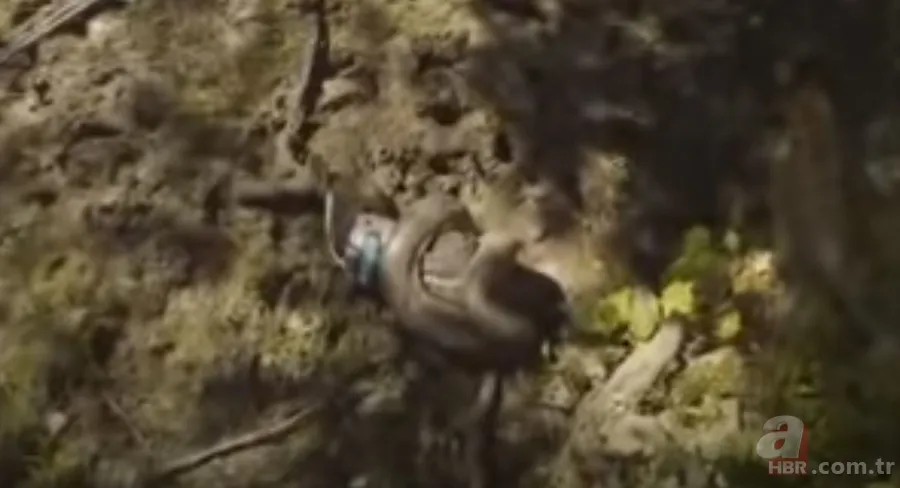 Kral kobra yılanı İngiliz adama saldırdı! Dünyanın en tehlikeli yılanı dinlenen adamı yakaladı 27