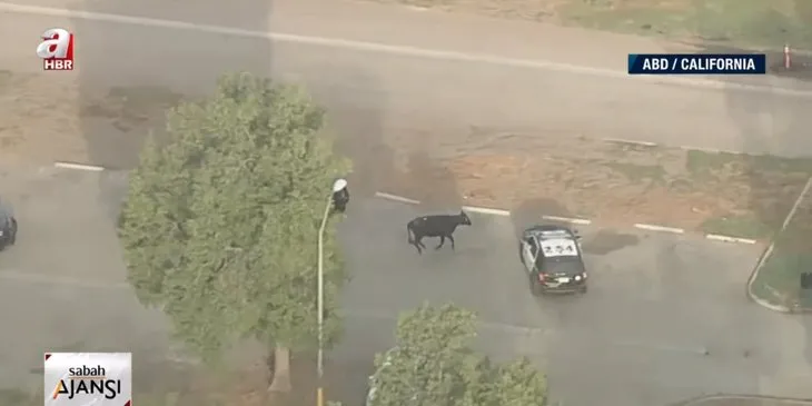 Firari inek sokakları birbirine kattı! Kesilmekten kurtulamadı