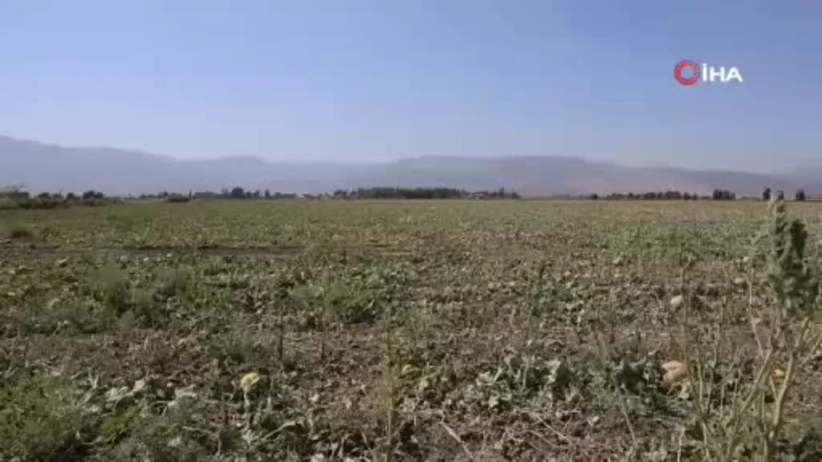 300 dönüm arazideki kavunu hayrına bırakmıştı, toplanmayan binlerce kavun hayvanlara yem oldu