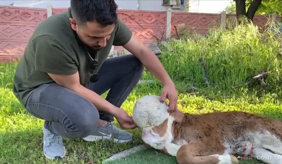 Doğum yapan inek sahibini şoke etti! Çok nadir görülen olay: Beyni derinin altında gözleri de oluşmadı 3