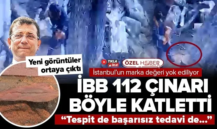 İşte İBB’nin 112 ağacı katlettiği anlar! İstanbul’un güzellikleri tek tek yok oluyor! ORFAMDER: Tespit de başarısız tedavi yöntemi de...