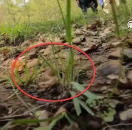 Belirlediği alanlara yerleştirdi! Böyle görüntüledi