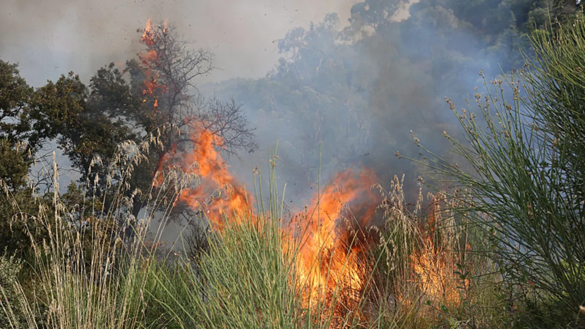 Cezayir'de 16 ayrı noktada orman yangını
