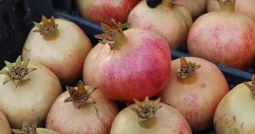 Aylarca taze kalıyor! Zivcik narından Türkiye ekonomisine 40 milyon kazanç bekleniyor