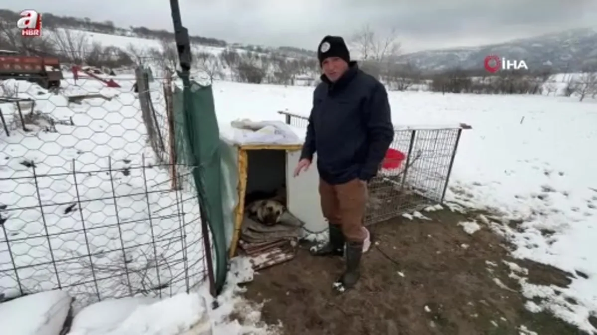 Anneleri ölen yavru kurt köpeklerine Kangal köpeği annelik etti