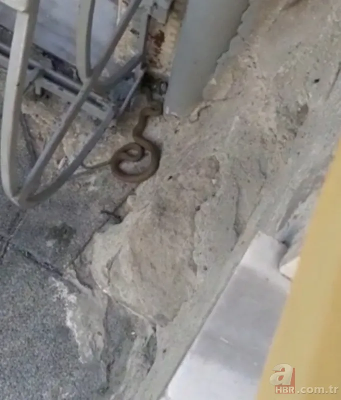 Satılık otomobilden çıkan şoke etti! 15