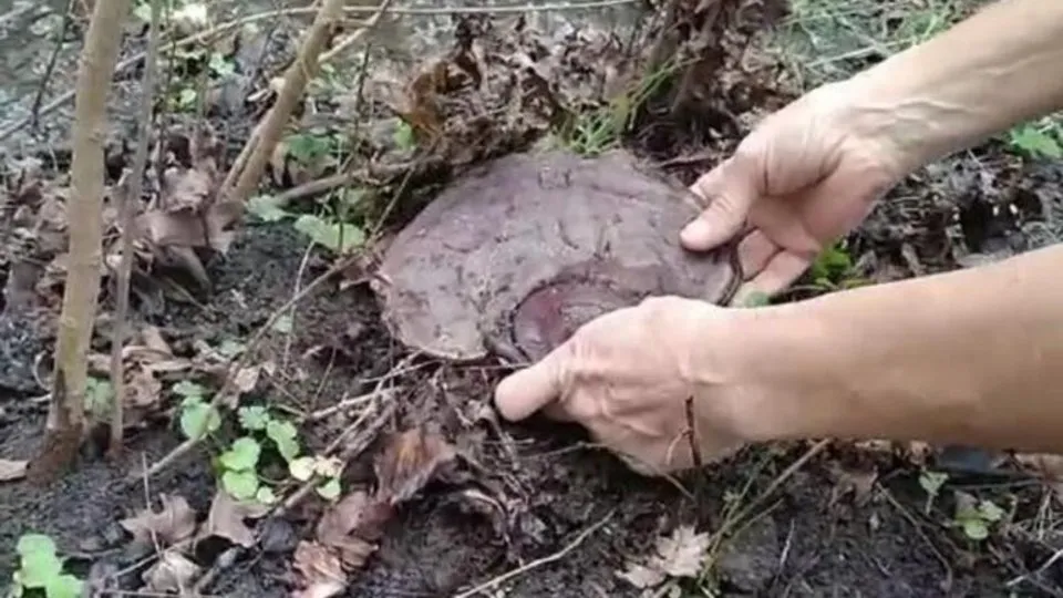 Muğla’da gezinti yaparken şans eseri kilosu 2 bin lira olan ’Reishi mantarı’ buldu