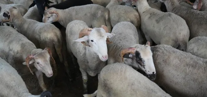 Kurban bayramına geri sayım başladı: İşte küçükbaş ve büyükbaş kurbanlık hayvan fiyatları...