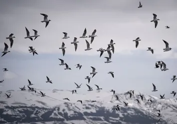 Erzurum'un sulak alanları göçmen kuşlarla şenlendi