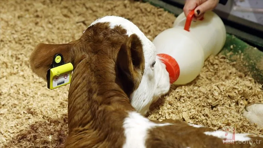 Şap hastalığı ne demek? Şap virüsü nedir? Hayvandan insana bulaşır mı, öldürür mü? Nasıl bulaşır, zararları neler? 7