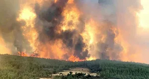Aydın’da çıkan yangın Muğla’ya sıçradı