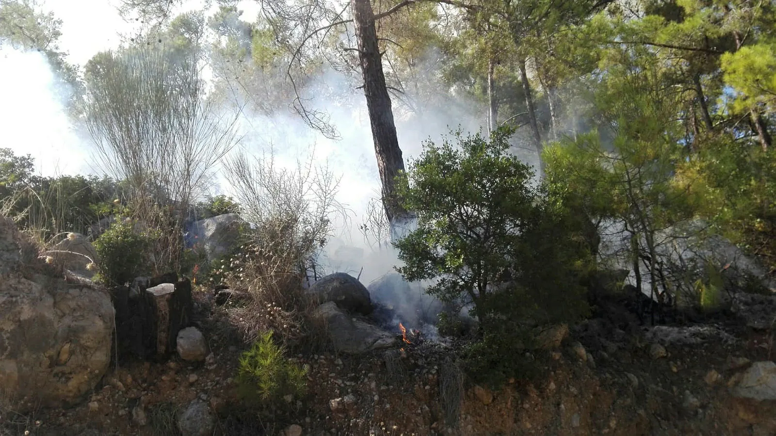 Antalya'da orman yangını! 1 saatte kontrol altına alındı