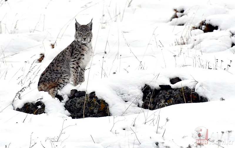 Nesli tehlike altındaki Kafkas vaşağı gündüz avlanırken görüntülendi! Vahşi doğa belgesellerini aratmadı 18