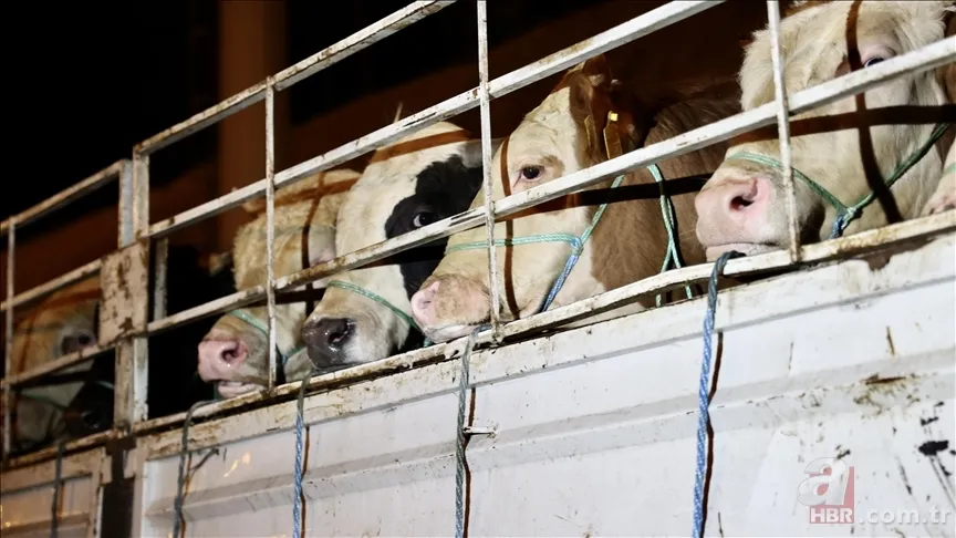 Şap hastalığı ne demek? Şap virüsü nedir? Hayvandan insana bulaşır mı, öldürür mü? Nasıl bulaşır, zararları neler? 8