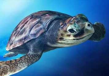 91 bin "caretta caretta" yavrusu denize kavuştu