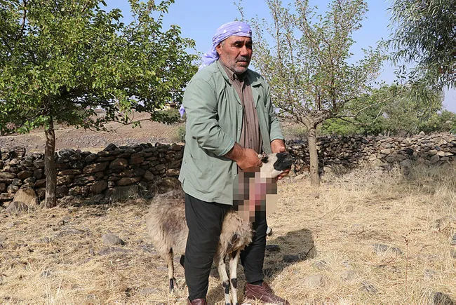 Diyarbakır'da köye inen kurt sürüsü 18 koyunu telef etti - 1