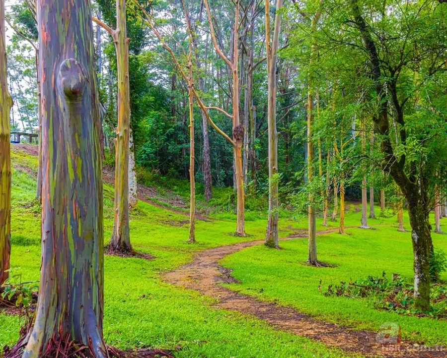 Görenler photoshop sanıyor! Gövdesi gökkuşağı rengi olan ağaç gerçek çıktı 6