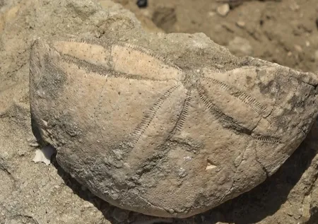 Muş'ta 20 milyon yıllık keşif: Deniz canlıları fosili