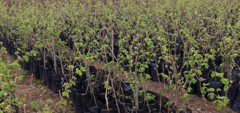 Trabzon’da üreticilere 40 bin fındık fidanı dağıtılacak