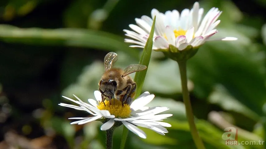 2. cemre suya ne zaman düşer? İlk, İkinci ve Üçüncü Cemre Tarihleri 2025 1