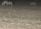 Korku dolu anlar! Etrafını kurt sürüsü sardı