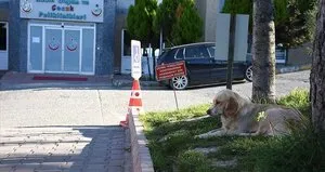 Hastanelerde sahipsiz hayvan olmayacak!