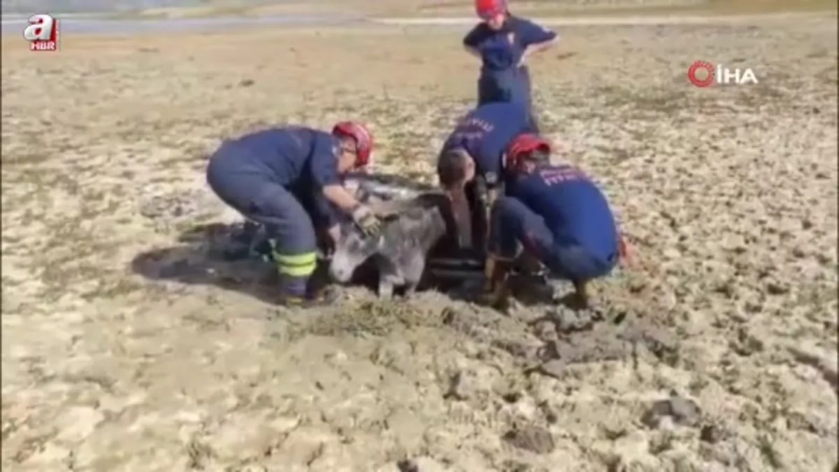 Adana’da çamura saplanan eşeği itfaiye ekipleri kurtardı