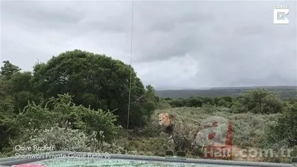 Jaguar ile piton arasından geçen inanılmaz savaş! Son anda öyle şeyler oldu ki...