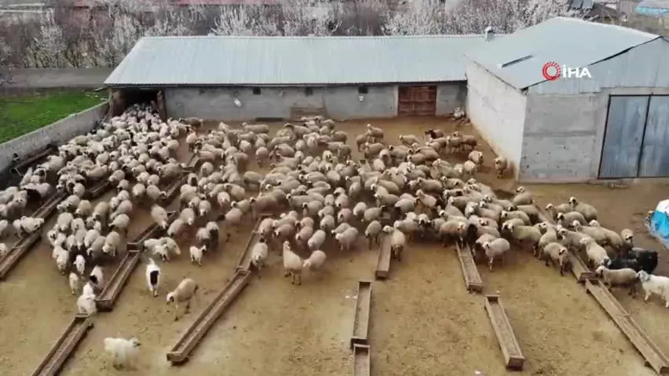 Kuzuların annelerine kavuşma anları