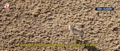 Görüntüler Türkiye’den... Sürü halinde ortaya çıktılar! Çoban drone ile böyle kovaladı