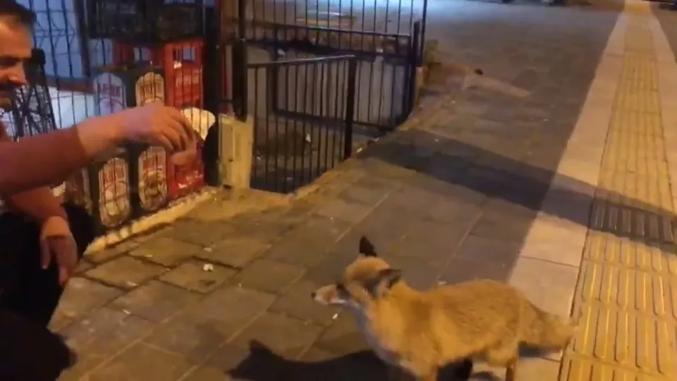 Sivas’ta şehre inen tilkiye esnaftan köfte ikramı