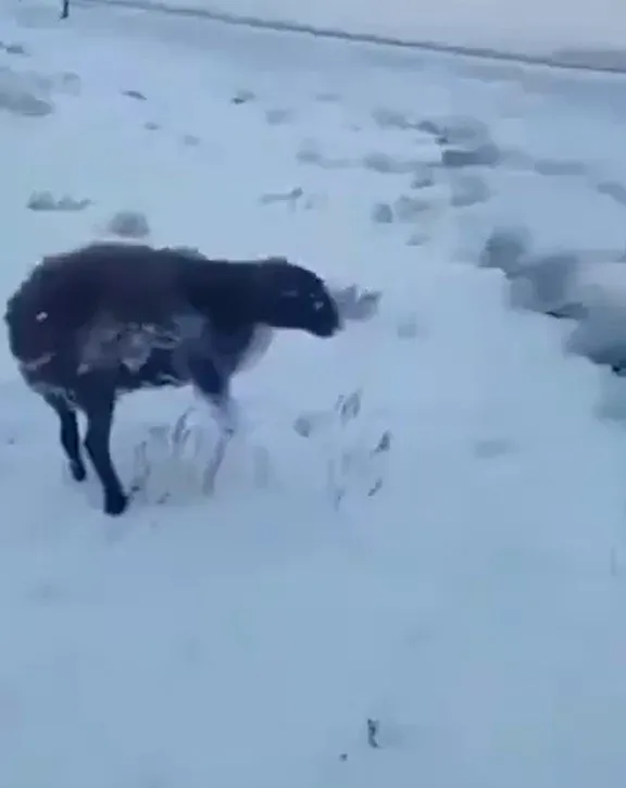 Fare kaçmaya çalışırken köpeğin üstünde dondu 🐁 Dehşete düşüren görüntüler  🐕 Sıcaklık eksi 80 dereceye düştü