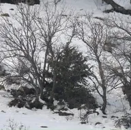 Tesadüfen görüntüledi! Ayı ile kurt...