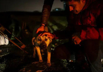 Ankara'da sokak köpeklerinin zehirlenmesi