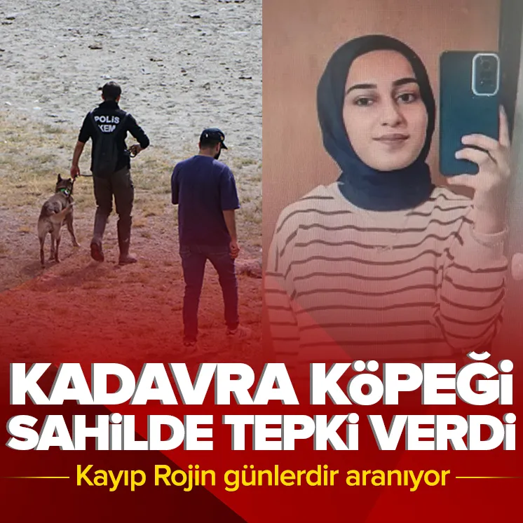 Rojini arayan köpek o bölgede tepki verdi