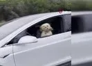 Sürücü koltuğundaki köpek olay oldu
