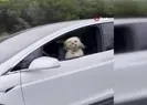 Sürücü koltuğundaki köpek olay oldu