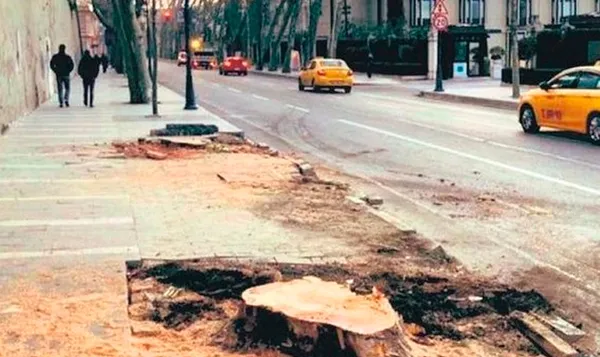 Uzmanlardan çınar ağaçlarını katleden CHP’li İBB’ye tepki