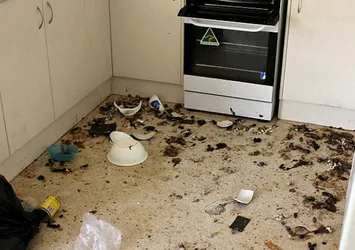 Evde terk edilen kediler birbirini yedi