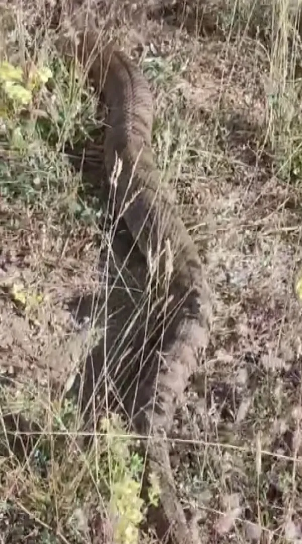 1699442368492.jpg Sivas'ta ortaya çıktı! Gözlerine inanamadılar: Tam 2 metre - 1