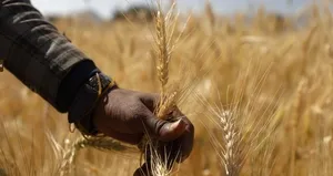 Çiftçilerin yüzü güldü! 63,4 milyar liralık destek