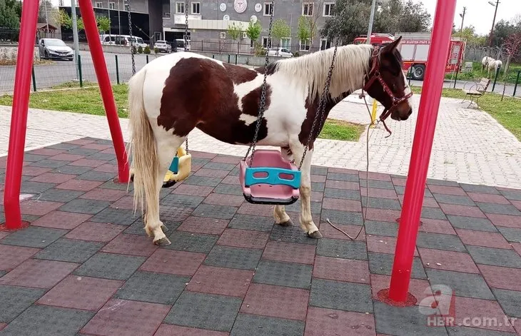 Kimse nasıl olduğunu anlayamadı! Çocuk parkına giren at salıncağa dolandı