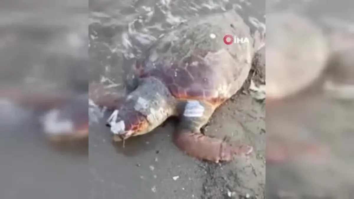 İzmir Urla’da sahilde ölü deniz kaplumbağası bulundu