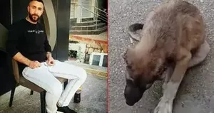 Köpeğe işkence eden cani tutuklandı