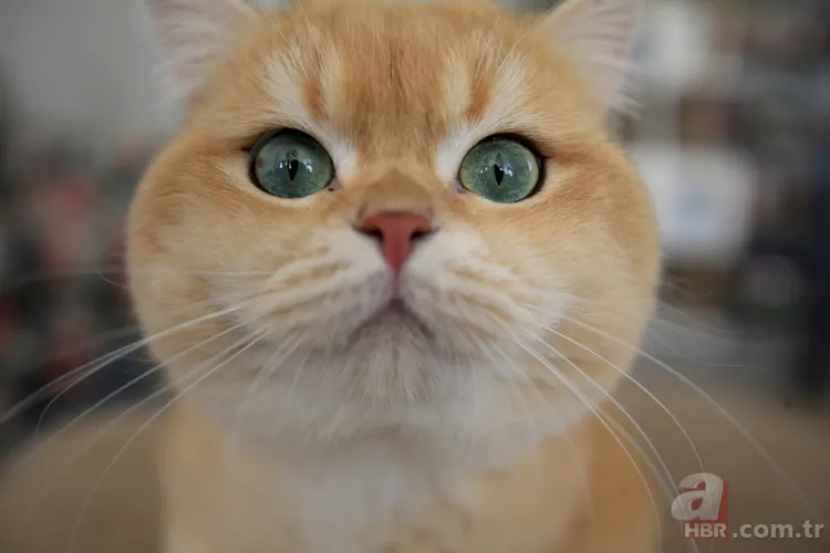 Kediler nasıl evcil oldu? Yeni keşif tüm hikayeyi kökten değiştiriyor 7